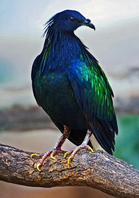 2011 Calgary Zoo-360