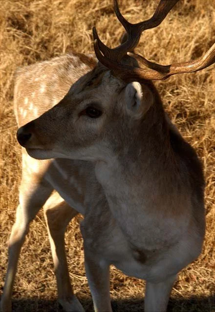 2003 Fossil Rim-044.JPG