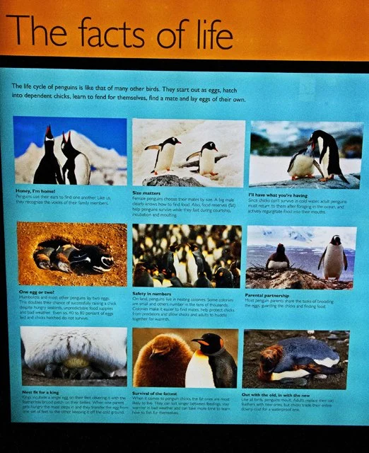 Penguins-019.jpg