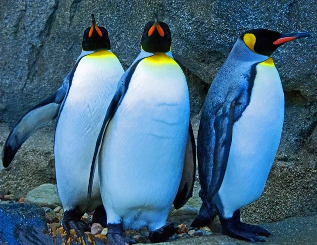 Penguins-085.jpg