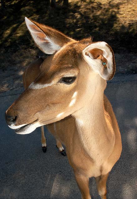 2003 Fossil Rim-117.JPG