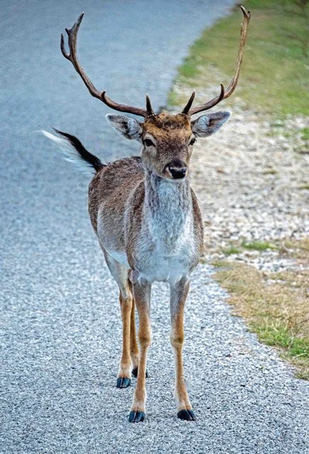Fossil Rim-230
