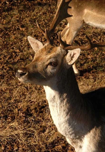 2003 Fossil Rim-098.JPG