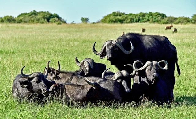 2020 Cape Buffalo-020