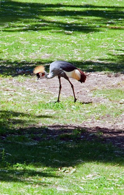 2011 Calgary Zoo-200