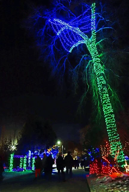Zoolights-086.jpg