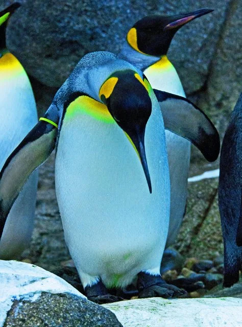 Penguins-058.jpg
