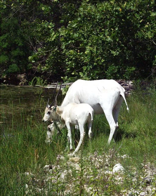 2001 Fossil Rim-006.jpg