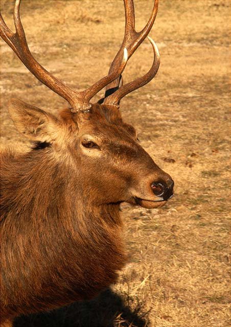 2003 Fossil Rim-074.JPG