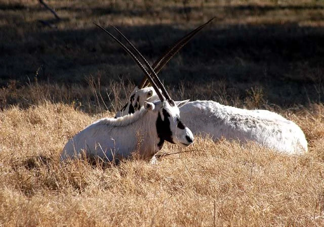 2003 Fossil Rim-160