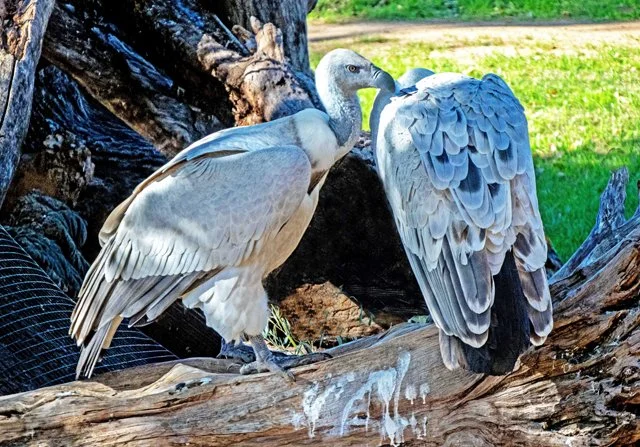 FW Zoo-134.jpg