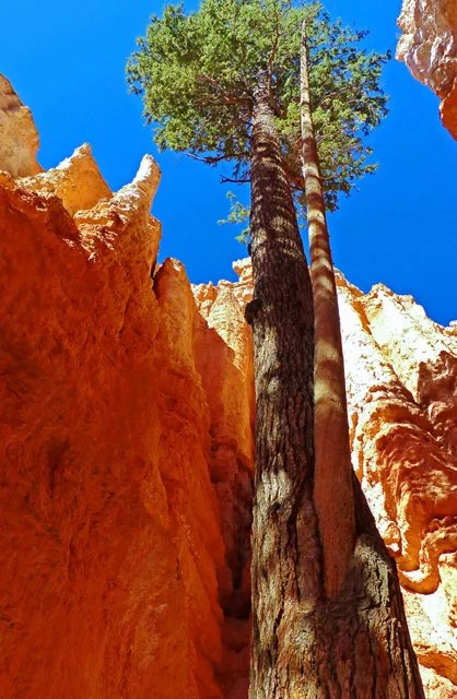 Bryce Canyon-120