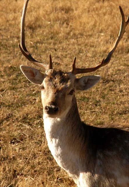 2003 Fossil Rim-047.JPG