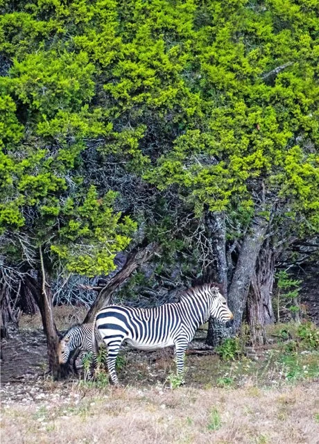 Fossil Rim-232.jpg