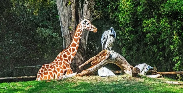 FW Zoo-126.jpg
