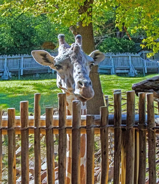 FW Zoo-124.jpg