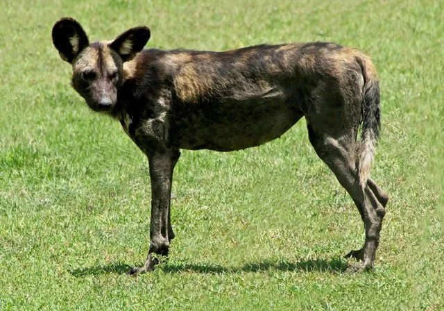 Wild Spotted Dogs-009