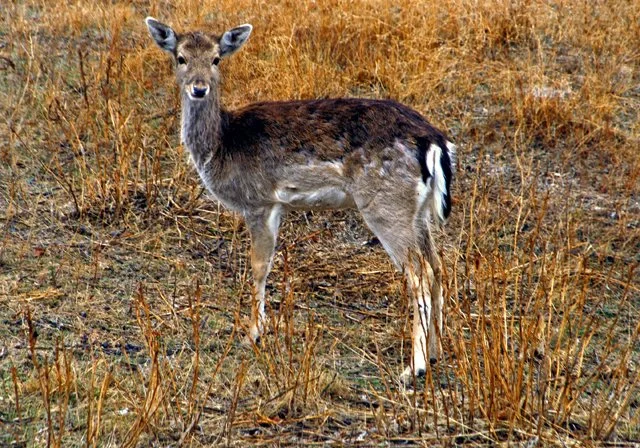 Fossil Rim-091.jpg