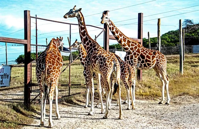 Fossil Rim-174.jpg