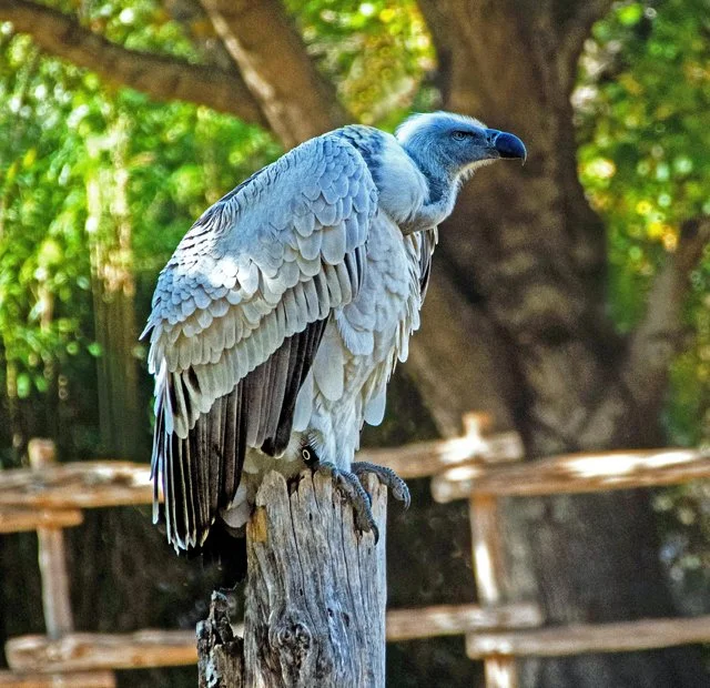 FW Zoo-131.jpg