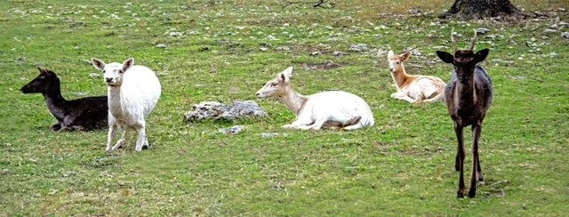 Fossil Rim-223.jpg