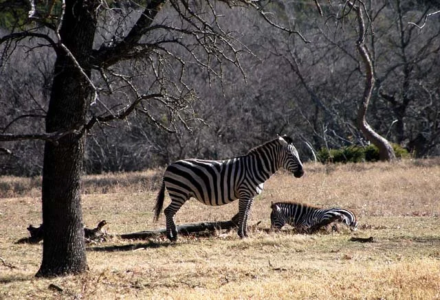 2003 Fossil Rim-185.jpg