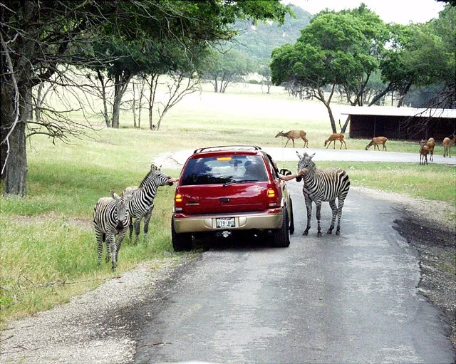 2001 Fossil Rim-042.jpg
