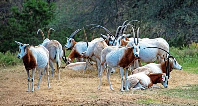 Fossil Rim-278.jpg