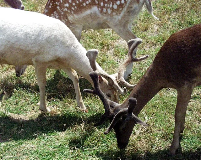 2001 Fossil Rim-075.jpg