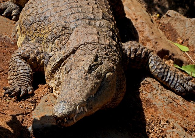 Reptiles, Ostrich-010