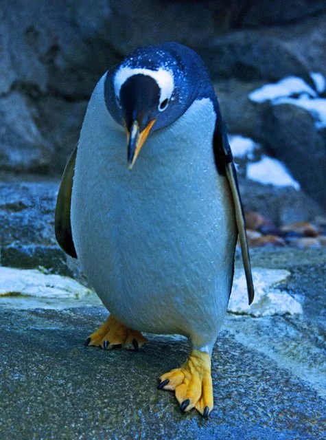 2012 Penguin Plunge-130