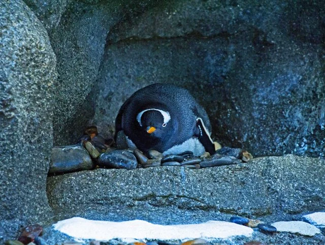 2012 Penguin Plunge-160