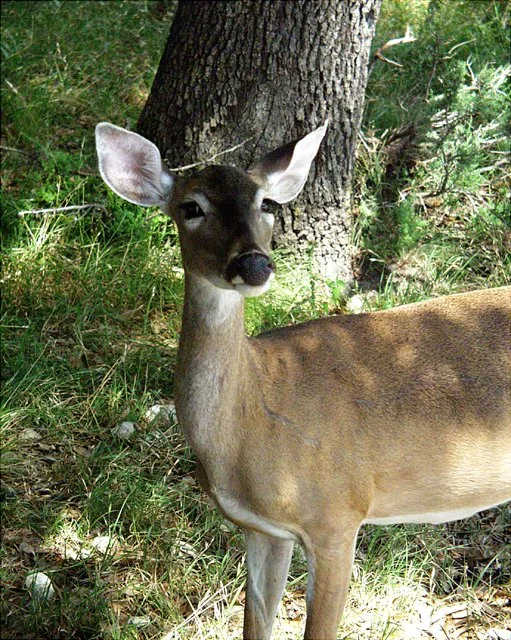 2001 Fossil Rim-067.jpg