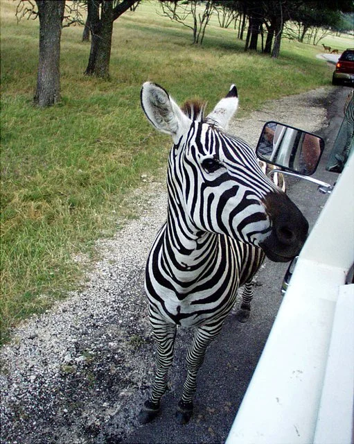 2001 Fossil Rim-045.jpg