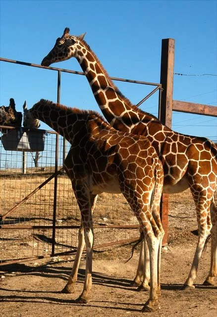 2003 Fossil Rim-066.jpg