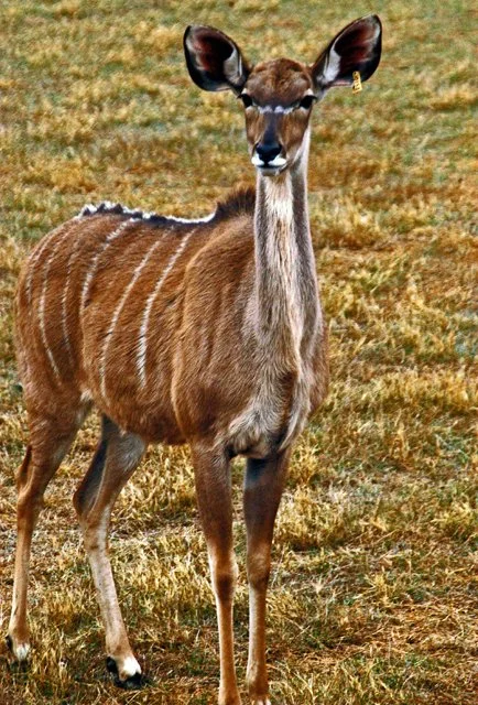 Fossil Rim-168.jpg