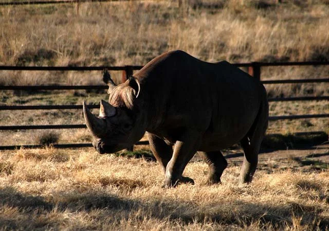 2003 Fossil Rim-029.JPG