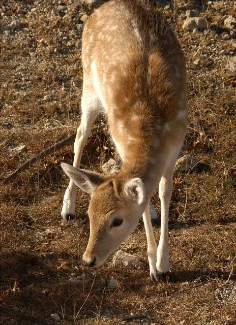 2003 Fossil Rim-049.jpg