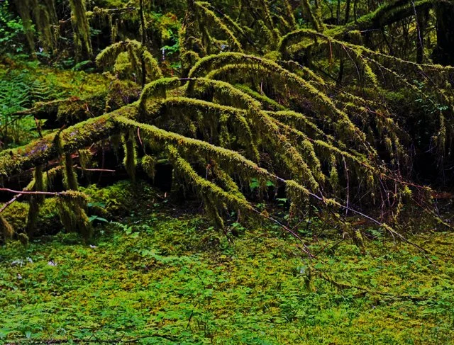 Sol Duc-048.jpg