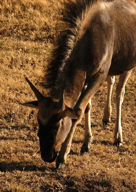 2003 Fossil Rim-093.JPG