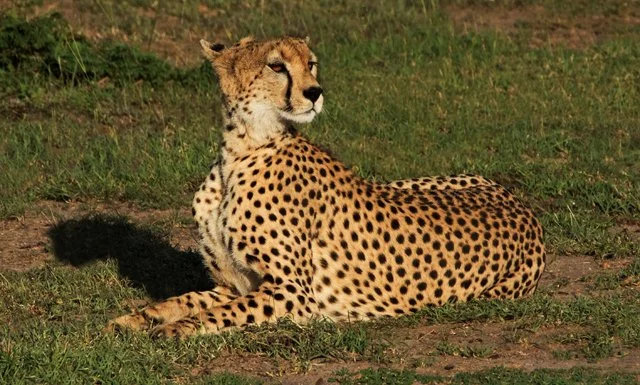 Cheetahs-030