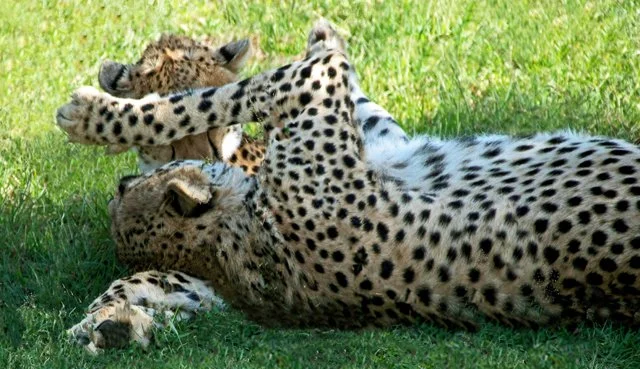 Cheetahs-040