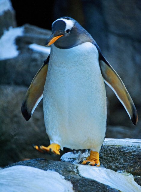 Penguins-129.jpg