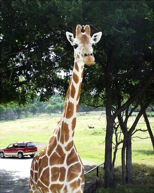 2001 Fossil Rim-049.jpg