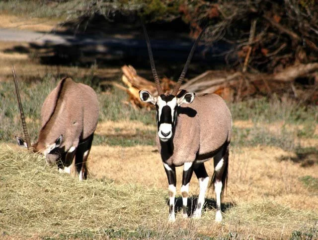 2003 Fossil Rim-039.jpg