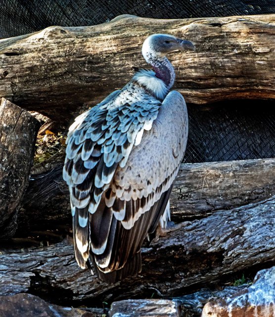 FW Zoo-129.jpg