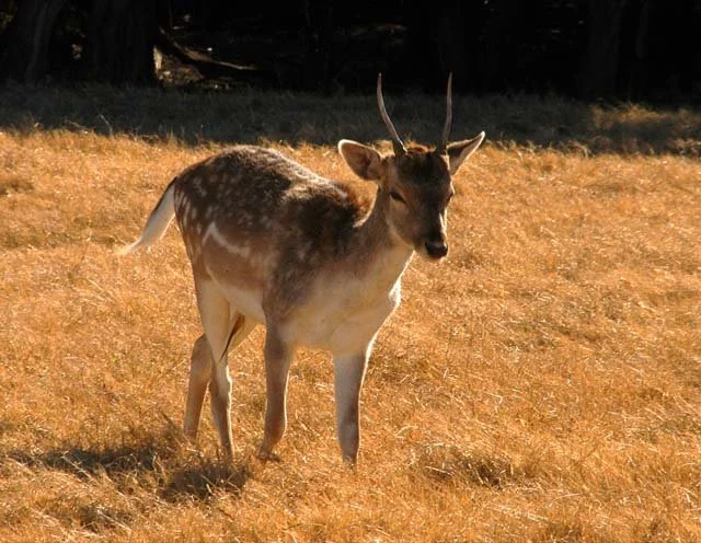 2003 Fossil Rim-163.jpg