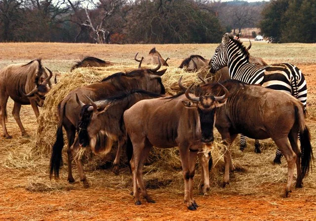 Fossil Rim-142.jpg