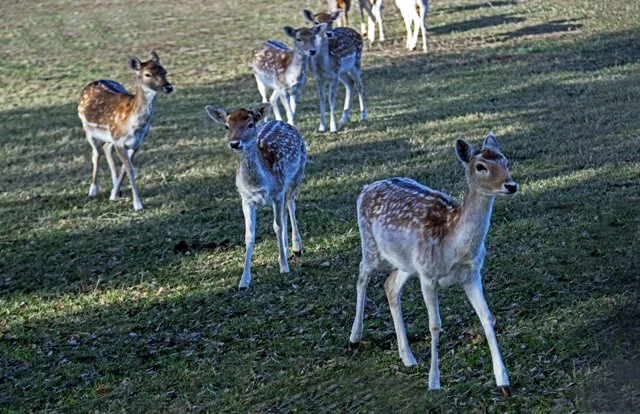 Fossil Rim-057.jpg