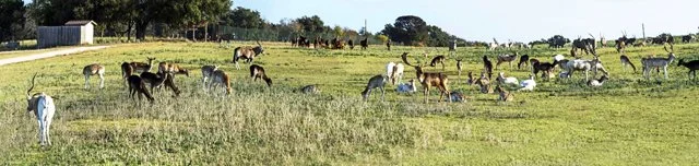 Fossil Rim-091.jpg